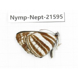 Neptis sappho. China, Yunnan, Nujiang, N of Mt.Biluoxueshan. 1M. Nymp-Nept-21595.