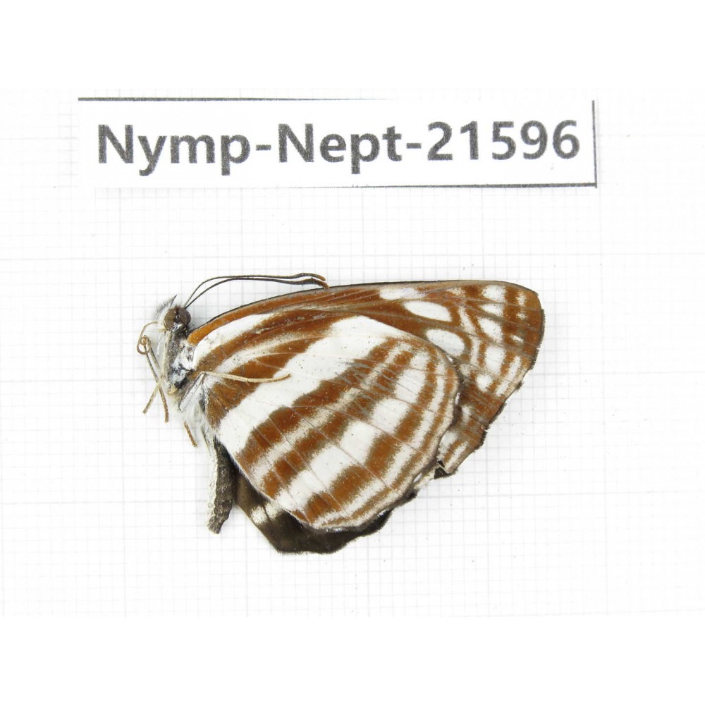 Neptis sp. China, Yunnan, Nujiang, N of Mt.Biluoxueshan. 1M. Nymp-Nept-21596.