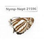 Neptis sp. China, Yunnan, Nujiang, N of Mt.Biluoxueshan. 1M. Nymp-Nept-21596.