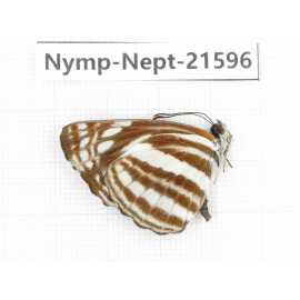 Neptis sp. China, Yunnan, Nujiang, N of Mt.Biluoxueshan. 1M. Nymp-Nept-21596.