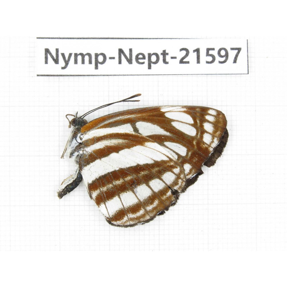 Neptis soma. China, Yunnan, Nujiang, N of Mt.Biluoxueshan. 1M. Nymp-Nept-21597.