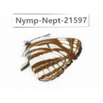 Neptis soma. China, Yunnan, Nujiang, N of Mt.Biluoxueshan. 1M. Nymp-Nept-21597.