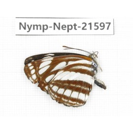 Neptis soma. China, Yunnan, Nujiang, N of Mt.Biluoxueshan. 1M. Nymp-Nept-21597.