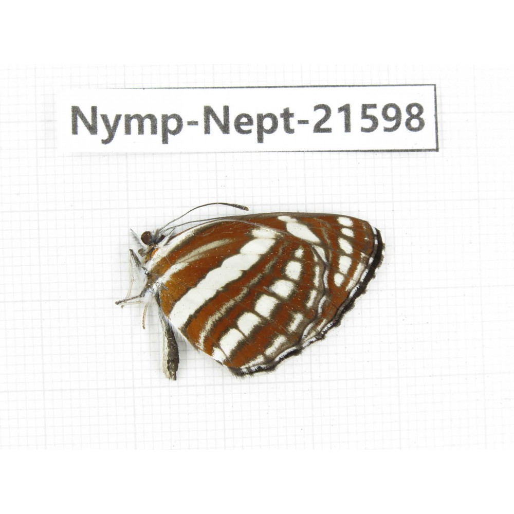 Neptis hylas. China, Yunnan, Nujiang, N of Mt.Biluoxueshan. 1M. Nymp-Nept-21598.