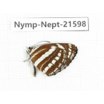 Neptis hylas. China, Yunnan, Nujiang, N of Mt.Biluoxueshan. 1M. Nymp-Nept-21598.