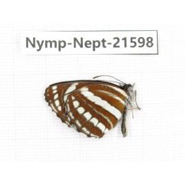 Neptis hylas. China, Yunnan, Nujiang, N of Mt.Biluoxueshan. 1M. Nymp-Nept-21598.