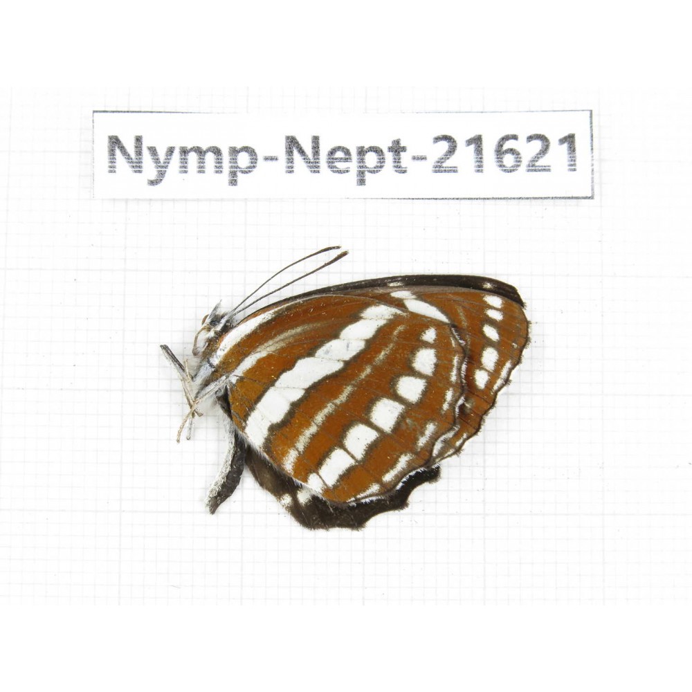 Neptis hylas. China, Yunnan, Nujiang, N of Mt.Biluoxueshan. 1M. Nymp-Nept-21621.
