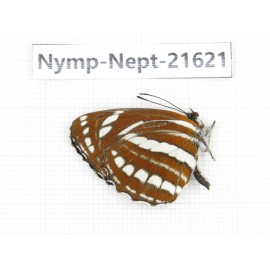 Neptis hylas. China, Yunnan, Nujiang, N of Mt.Biluoxueshan. 1M. Nymp-Nept-21621.