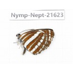 Neptis hylas. China, Yunnan, Nujiang, N of Mt.Biluoxueshan. 1M. Nymp-Nept-21623.