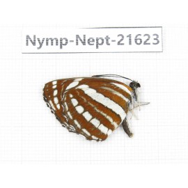 Neptis hylas. China, Yunnan, Nujiang, N of Mt.Biluoxueshan. 1M. Nymp-Nept-21623.