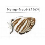 Neptis sp. China, Yunnan, Nujiang, N of Mt.Biluoxueshan. 1M. Nymp-Nept-21624.