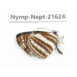 Neptis sp. China, Yunnan, Nujiang, N of Mt.Biluoxueshan. 1M. Nymp-Nept-21624.