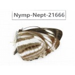 Neptis sankara. China, Yunnan, Nujiang, N of Mt.Biluoxueshan. 1M. Nymp-Nept-21666.