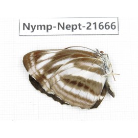 Neptis sankara. China, Yunnan, Nujiang, N of Mt.Biluoxueshan. 1M. Nymp-Nept-21666.