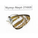 Neptis speyeri. China, Yunnan, Nujiang, N of Mt.Biluoxueshan. 1M. Nymp-Nept-21668.