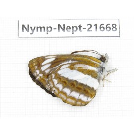 Neptis speyeri. China, Yunnan, Nujiang, N of Mt.Biluoxueshan. 1M. Nymp-Nept-21668.