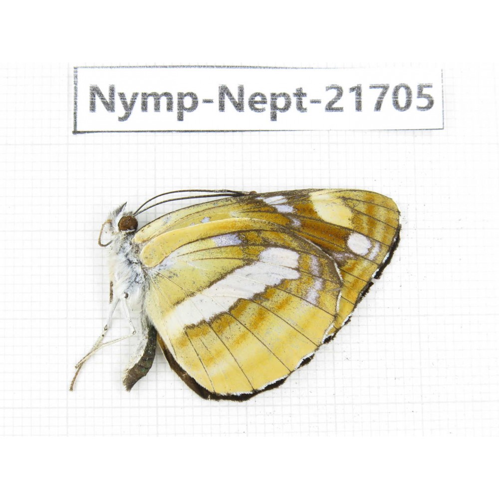 Neptis antilope. China, Yunnan, Nujiang, N of Mt.Biluoxueshan. 1M. Nymp-Nept-21705.