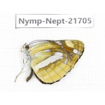 Neptis antilope. China, Yunnan, Nujiang, N of Mt.Biluoxueshan. 1M. Nymp-Nept-21705.