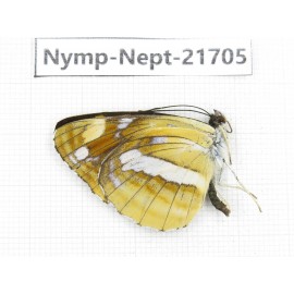 Neptis antilope. China, Yunnan, Nujiang, N of Mt.Biluoxueshan. 1M. Nymp-Nept-21705.