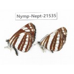 Neptis hylas. China, Yunnan, Xiangerila, Weixi county, N of Mt.Yunling. 2M. Nymp-Nept-21535.