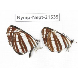 Neptis hylas. China, Yunnan, Xiangerila, Weixi county, N of Mt.Yunling. 2M. Nymp-Nept-21535.