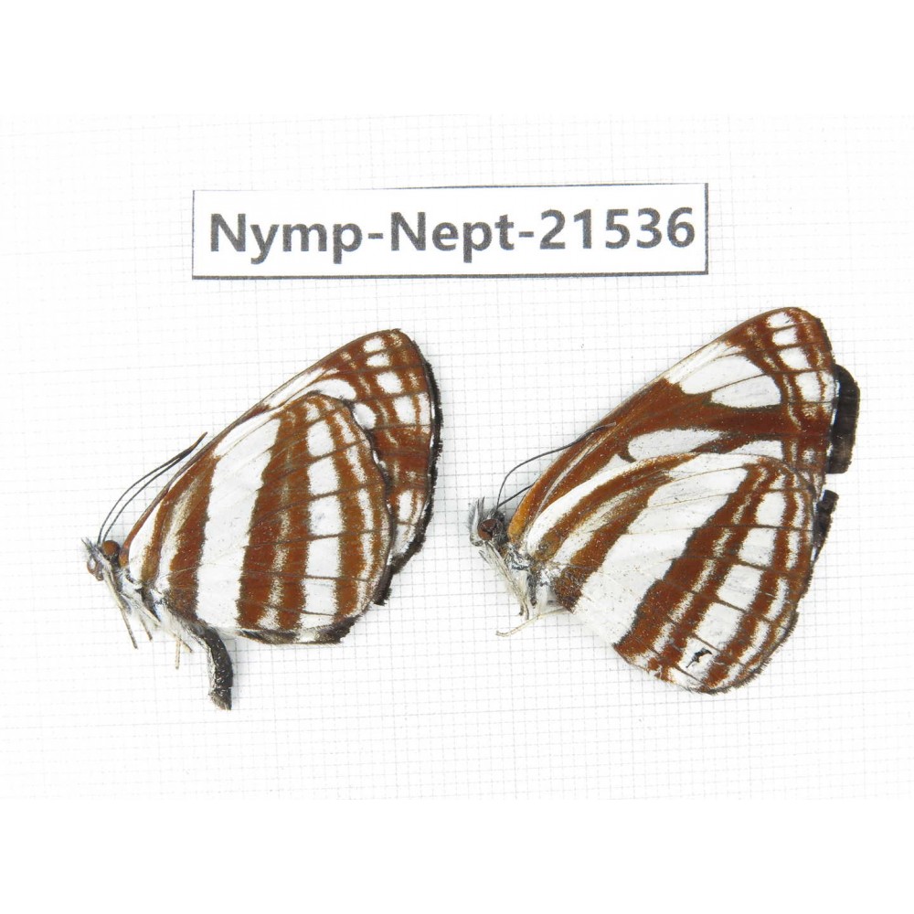 Neptis mahendra. China, Yunnan, Xiangerila, Weixi county, N of Mt.Yunling. 2M. Nymp-Nept-21536.