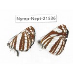Neptis mahendra. China, Yunnan, Xiangerila, Weixi county, N of Mt.Yunling. 2M. Nymp-Nept-21536.