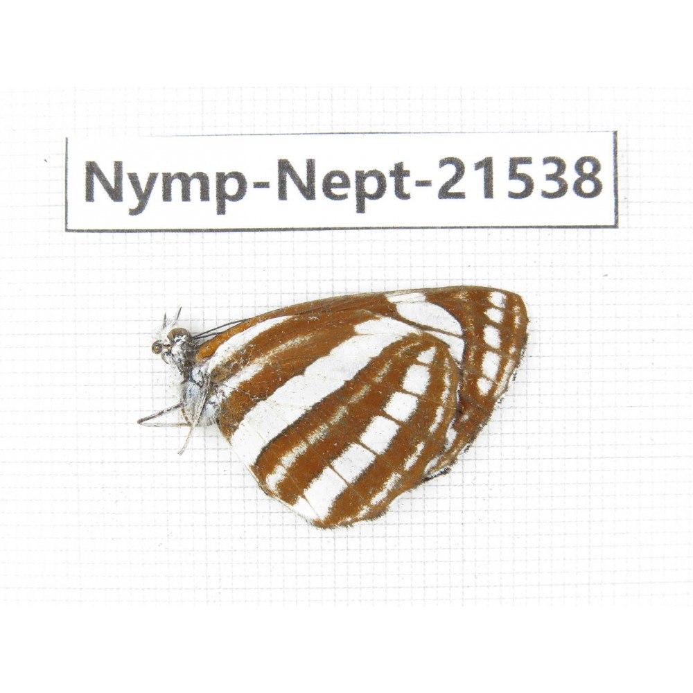 Neptis sappho. China, Yunnan, Xiangerila, Weixi county, N of Mt.Yunling. 1M. Nymp-Nept-21538.