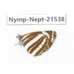 Neptis sappho. China, Yunnan, Xiangerila, Weixi county, N of Mt.Yunling. 1M. Nymp-Nept-21538.