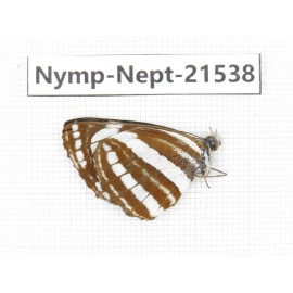 Neptis sappho. China, Yunnan, Xiangerila, Weixi county, N of Mt.Yunling. 1M. Nymp-Nept-21538.