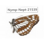 Neptis dejeani. China, Yunnan, Xiangerila, Weixi county, N of Mt.Yunling. 1M. Nymp-Nept-21539.