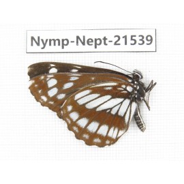 Neptis dejeani. China, Yunnan, Xiangerila, Weixi county, N of Mt.Yunling. 1M. Nymp-Nept-21539.