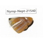 Neptis namba. China, Yunnan, Xiangerila, Weixi county, N of Mt.Yunling. 1M. Nymp-Nept-21540.