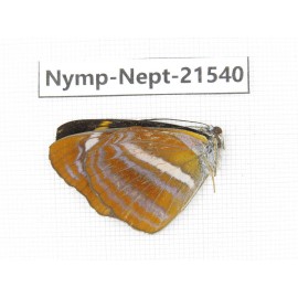 Neptis namba. China, Yunnan, Xiangerila, Weixi county, N of Mt.Yunling. 1M. Nymp-Nept-21540.