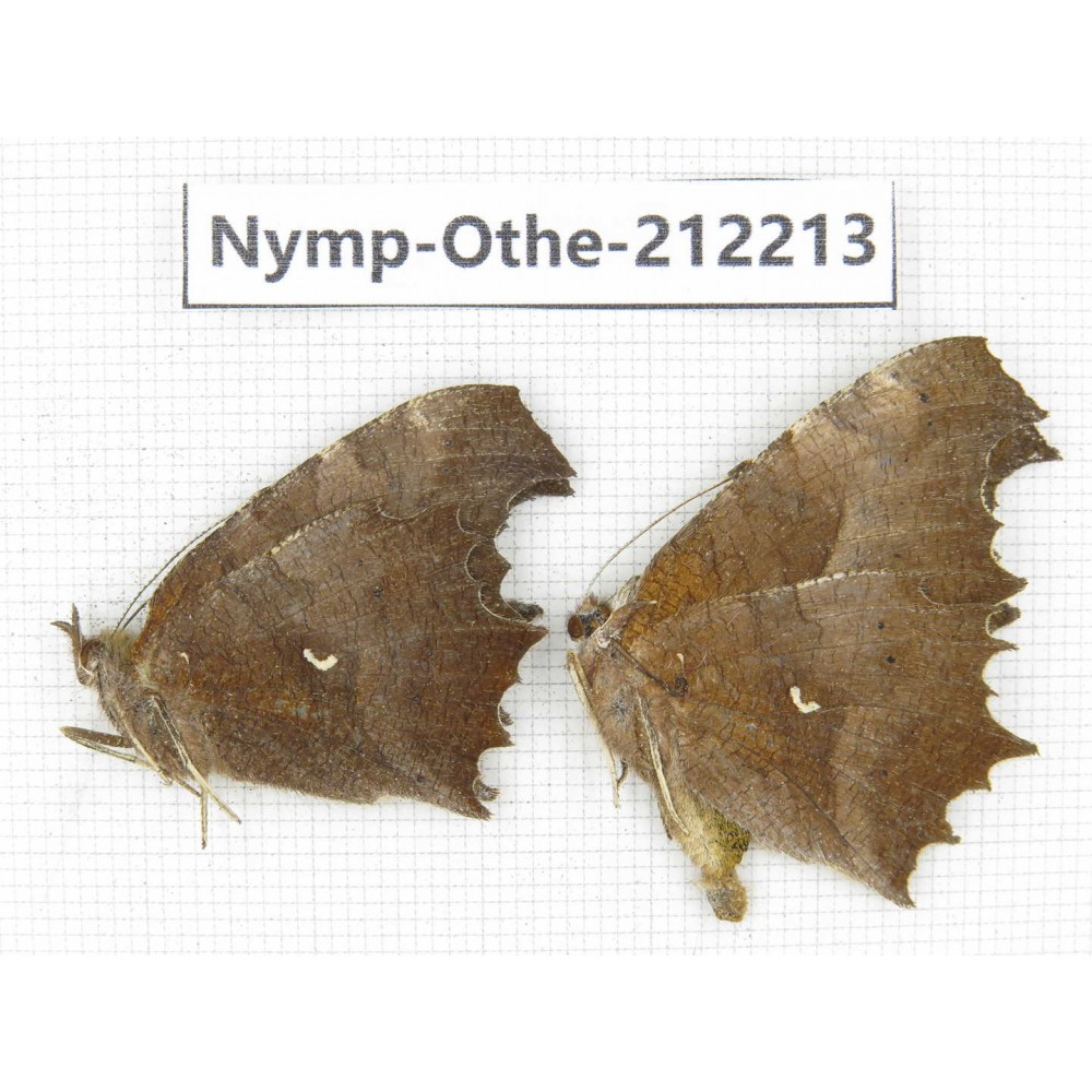 Polygonia c-aureum. China, Anhui, Hefei. 1P. Nymp-Othe-212213.