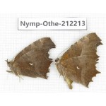 Polygonia c-aureum. China, Anhui, Hefei. 1P. Nymp-Othe-212213.