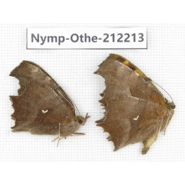 Polygonia c-aureum. China, Anhui, Hefei. 1P. Nymp-Othe-212213.