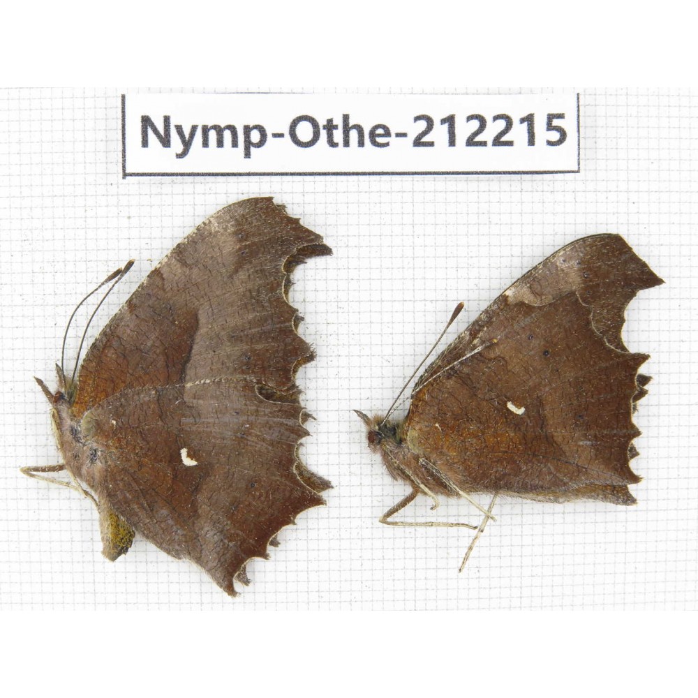 Polygonia c-aureum. China, Anhui, Hefei. 1P. Nymp-Othe-212215.
