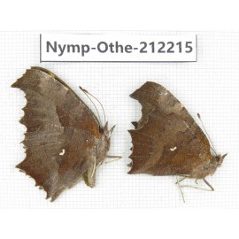 Polygonia c-aureum. China, Anhui, Hefei. 1P. Nymp-Othe-212215.