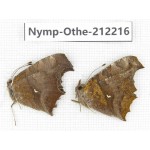 Polygonia c-aureum. China, Anhui, Hefei. 1P. Nymp-Othe-212216.