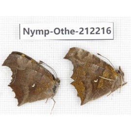 Polygonia c-aureum. China, Anhui, Hefei. 1P. Nymp-Othe-212216.