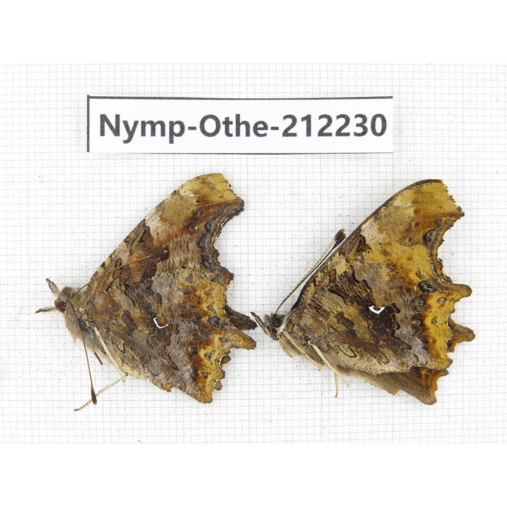 Polygonia c-aureum. China, Anhui, Hefei. 1P. Nymp-Othe-212230.