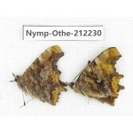 Polygonia c-aureum. China, Anhui, Hefei. 1P. Nymp-Othe-212230.