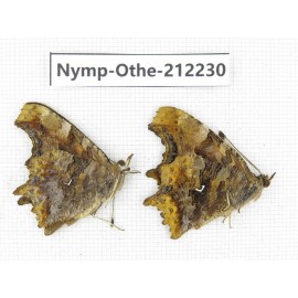Polygonia c-aureum. China, Anhui, Hefei. 1P. Nymp-Othe-212230.