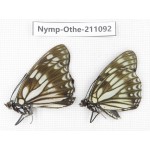 Hestina persimilis. China, Gansu, Wenxian county. 2M. Nymp-Othe-211092.