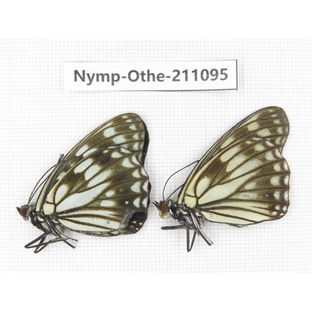 Hestina persimilis. China, Gansu, Wenxian county. 2M. Nymp-Othe-211095.
