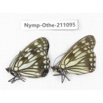 Hestina persimilis. China, Gansu, Wenxian county. 2M. Nymp-Othe-211095.