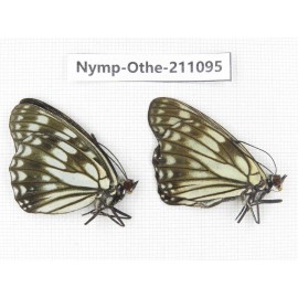 Hestina persimilis. China, Gansu, Wenxian county. 2M. Nymp-Othe-211095.