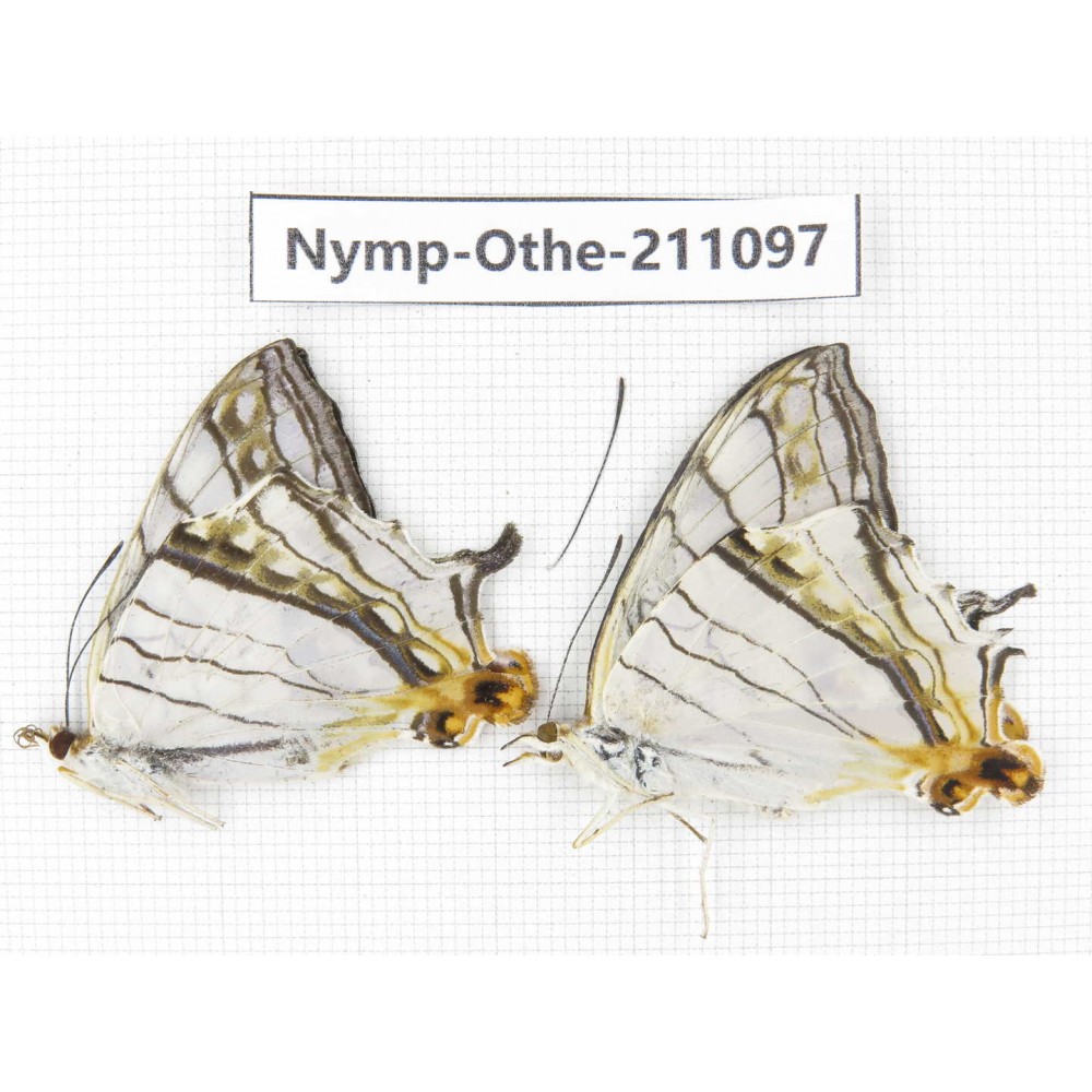 Cyrestis thyodamas. China, Gansu, Wenxian county. 2M. Nymp-Othe-211097.