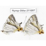 Cyrestis thyodamas. China, Gansu, Wenxian county. 2M. Nymp-Othe-211097.